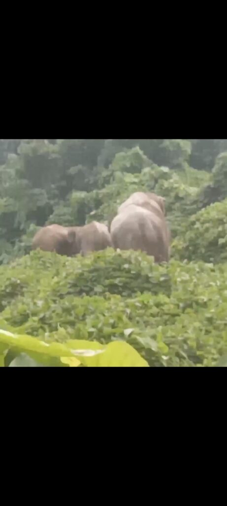 Kawanan Gajah Masuk Kebun Warga di peunaron tidak jauh dari pemukiman