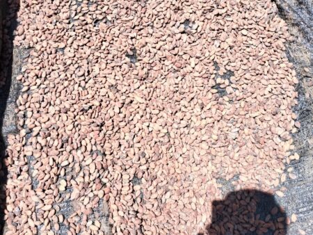 Harga Kakao di Aceh Minggu Kedua Agustus Bikin Petani Deg-degan