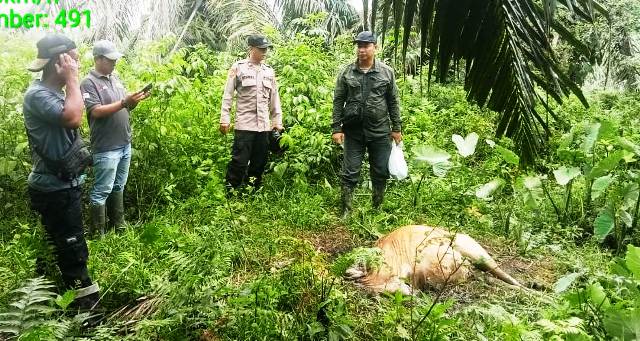 Seekor Sapi Milik Warga Peunaron Mati Diduga Dimangsa Harimau